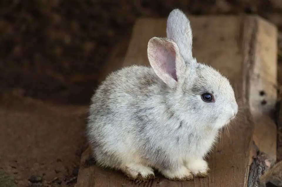 Why Do Rabbits Pull Their Fur Out