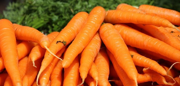 Can Cats Eat Carrots? Benefits and Precautions