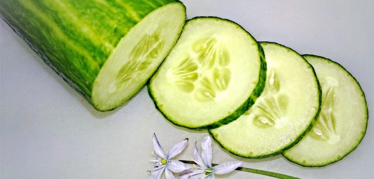 Can Cats Eat Cucumber? 4 Potential Benefits