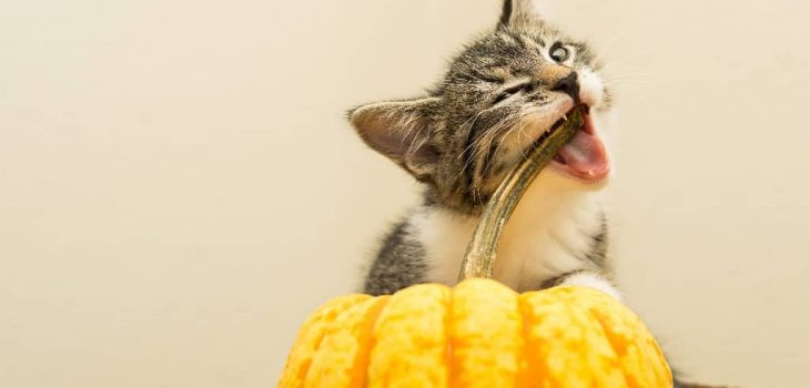 Can Cats Eat Squash? 5 Important Benefits
