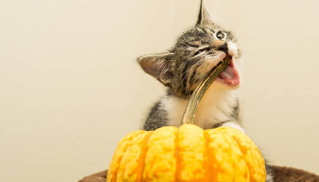 Can Cats Eat Squash? 5 Important Benefits