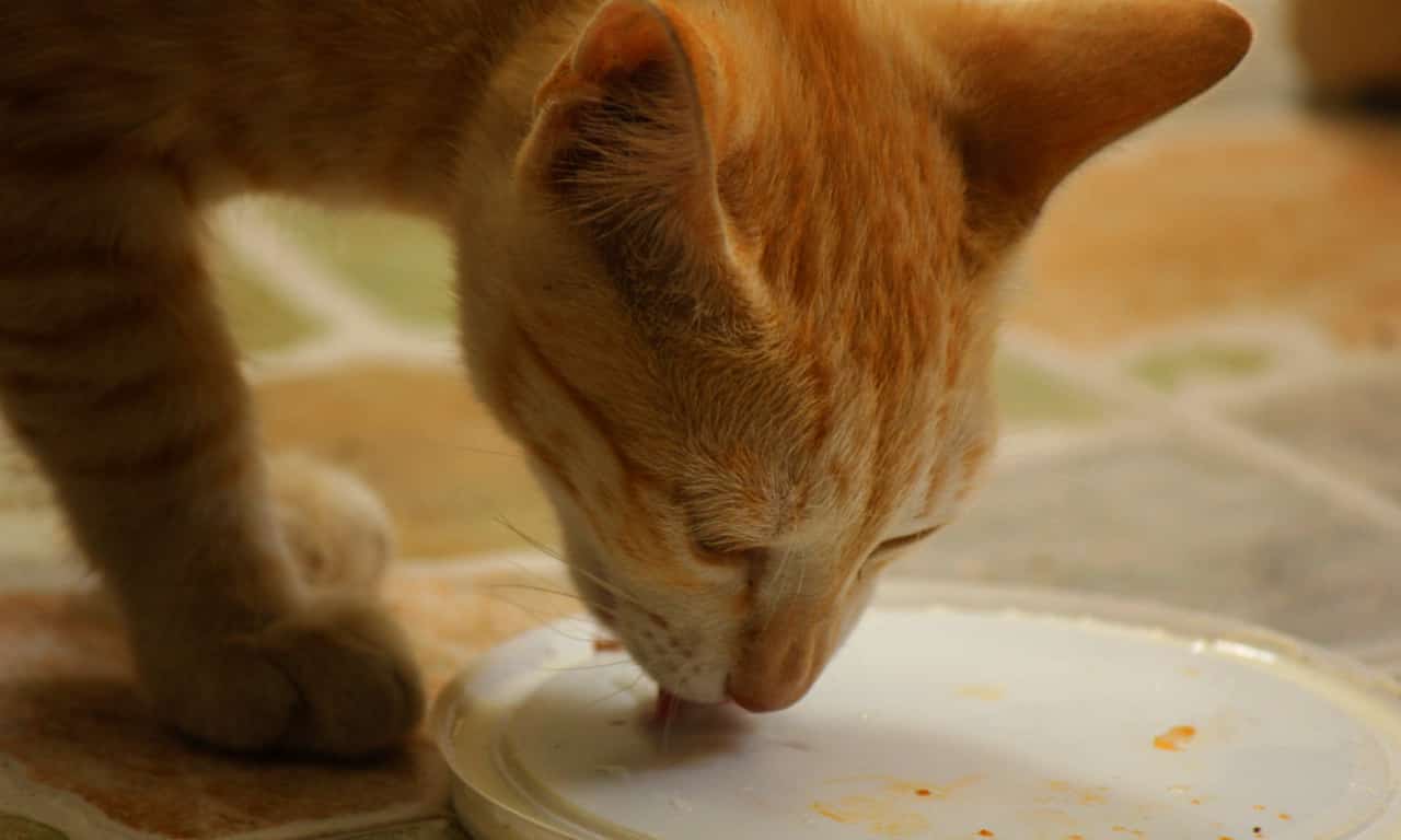 Can Cats Have Bread? How Much is Safe for Cats?