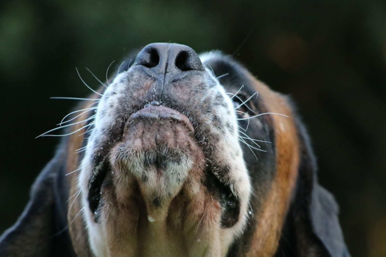 Can I Give My Dog Mouthwash? Here's Why You Shouldn't
