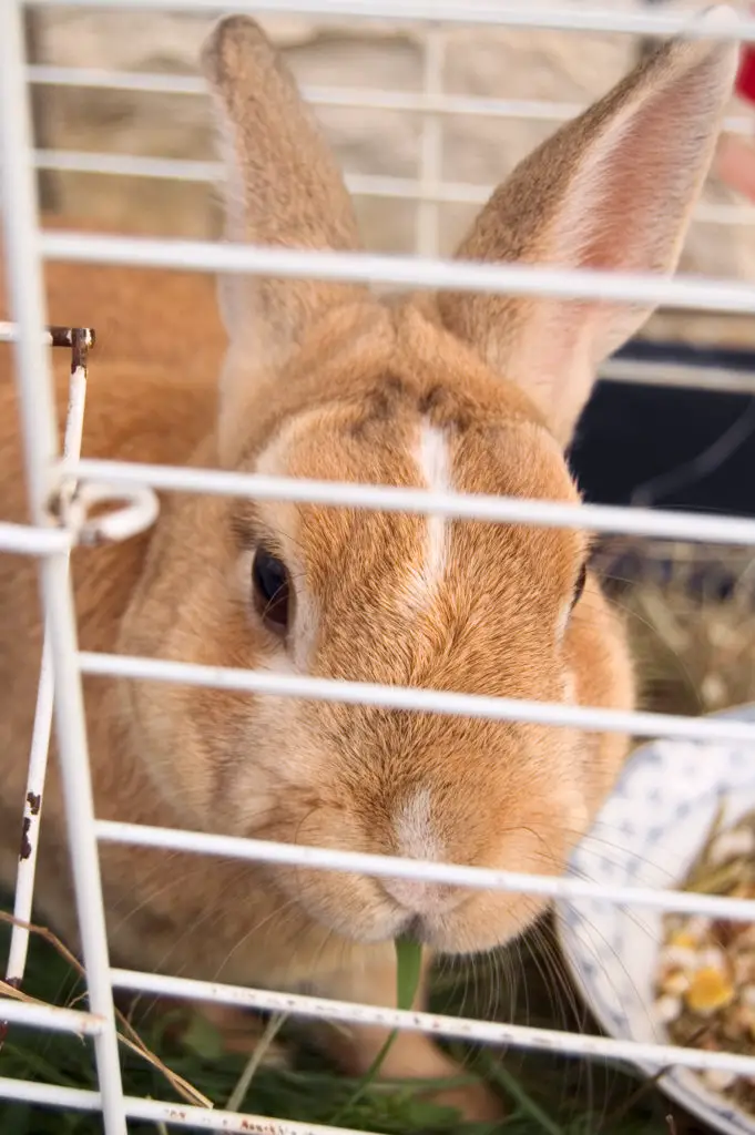 Can Rabbits Have Cantaloupe