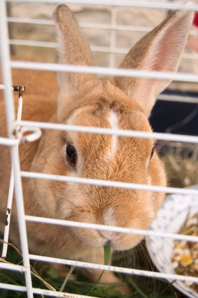 Can rabbits eat cilantro