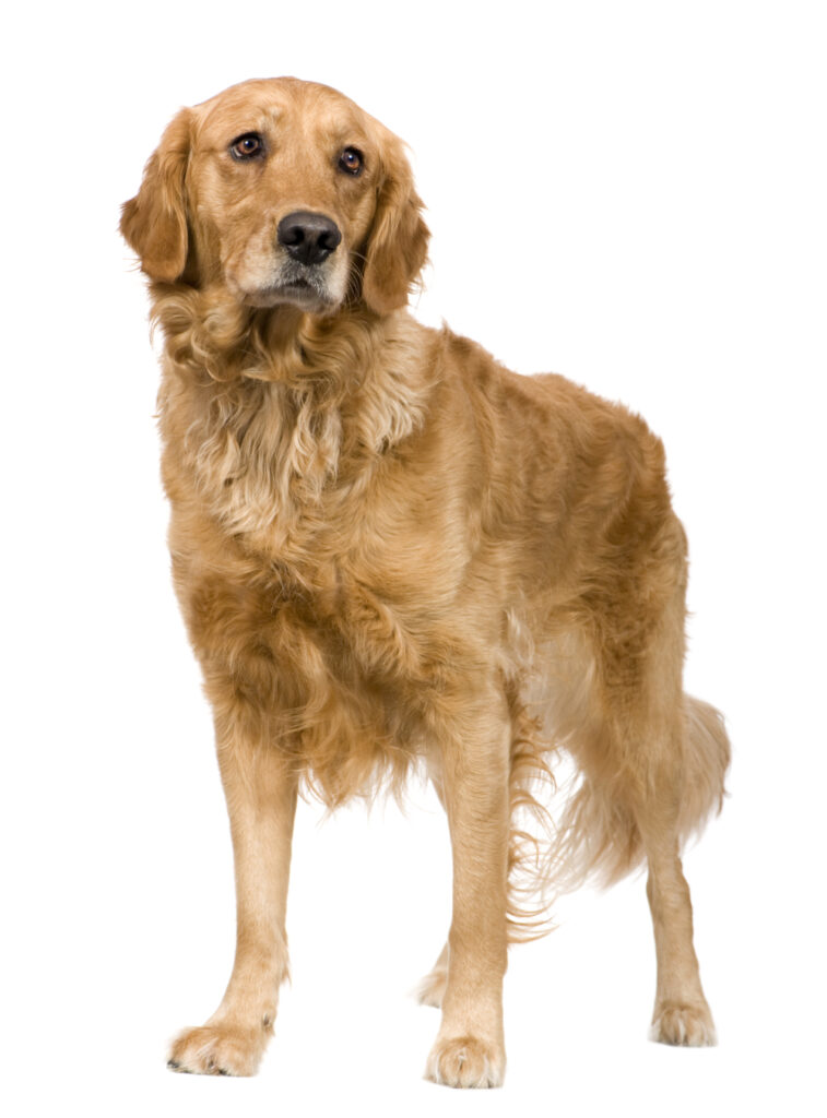 What Is The Best Age To Neuter A Male Dog