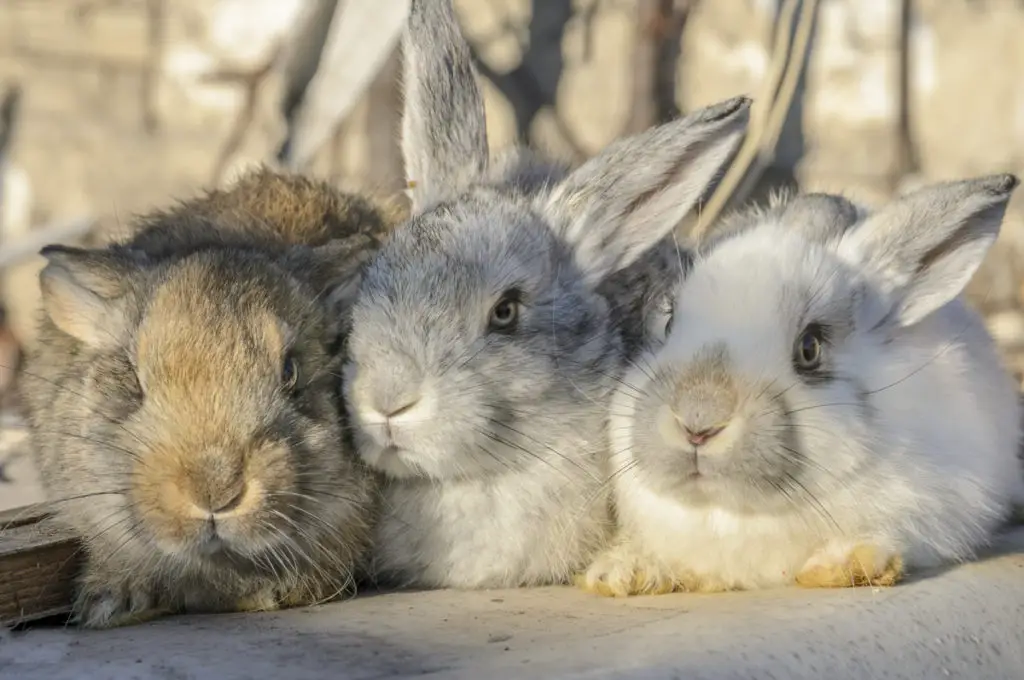 what are the ideal foods for rabbits