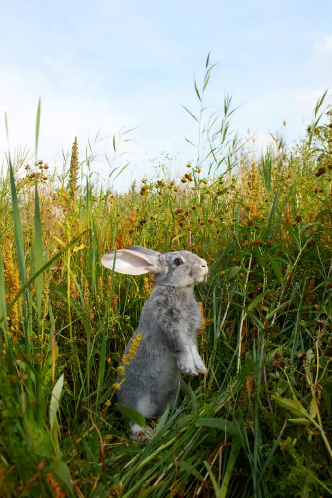 Can rabbits eat cheerios