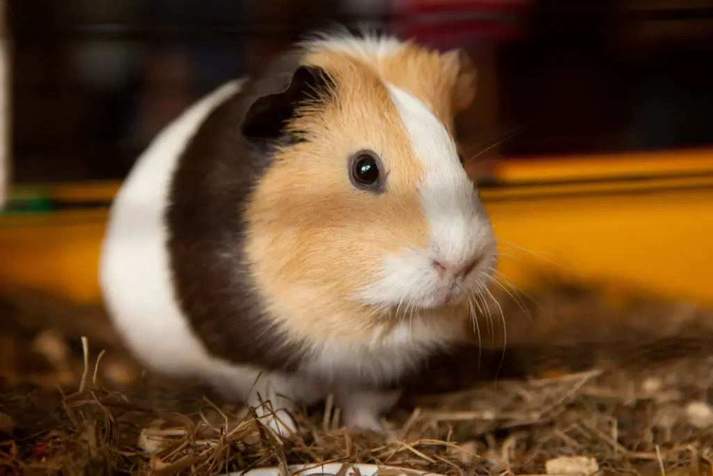 can guinea pigs eat lavender