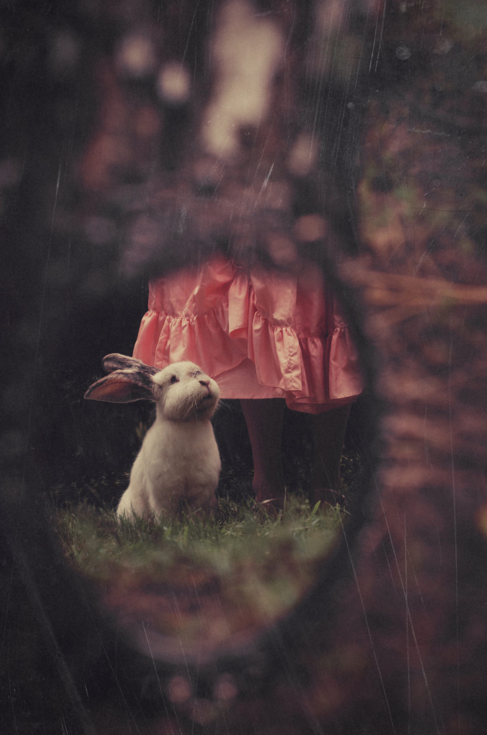 Do Rats Eat Rabbits? Do They Harm or Attach Rabbits? PetCosset