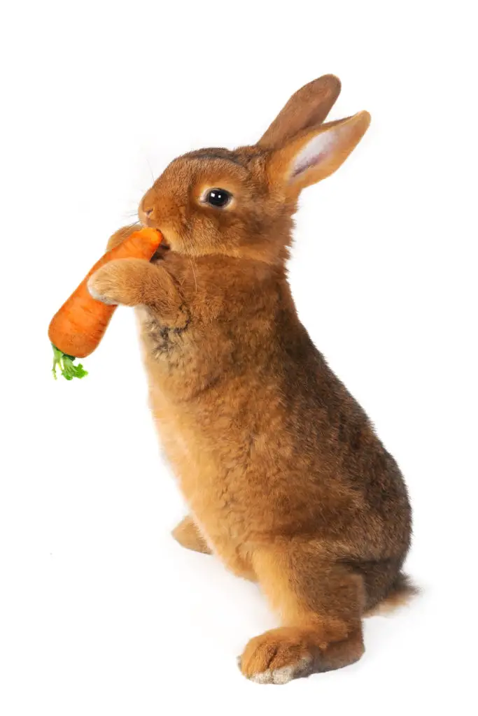 can rabbits eat grapefruit