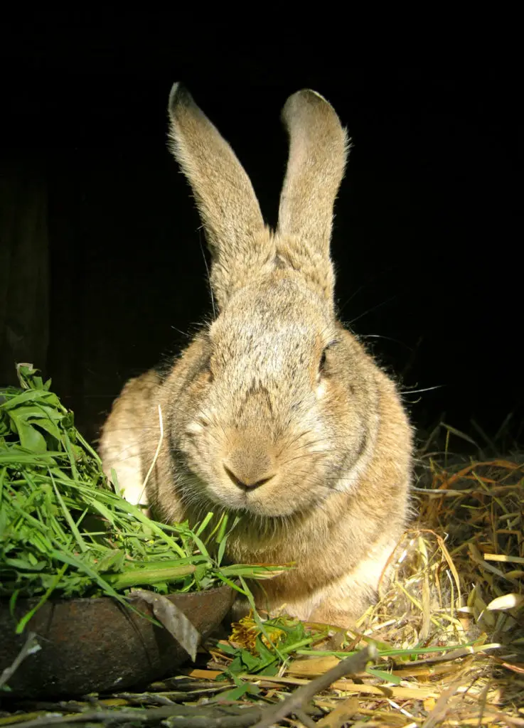 Risks Of Giving Too Much Broccoli To Rabbits