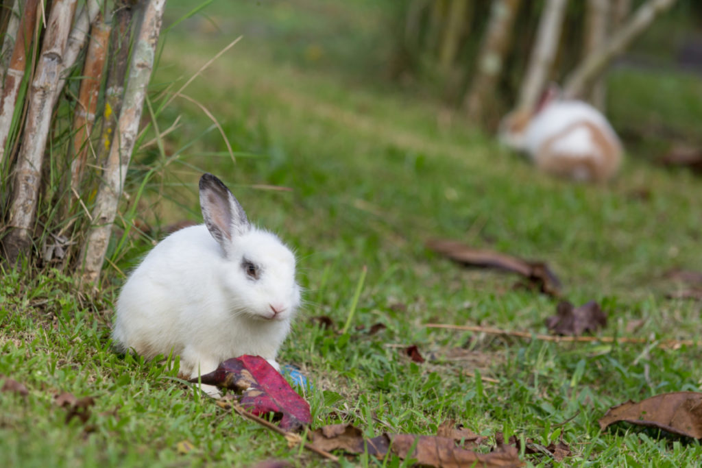 risks of giving too many chestnuts to rabbits