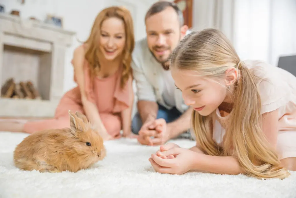 why rabbits shouldn't be fed cereals