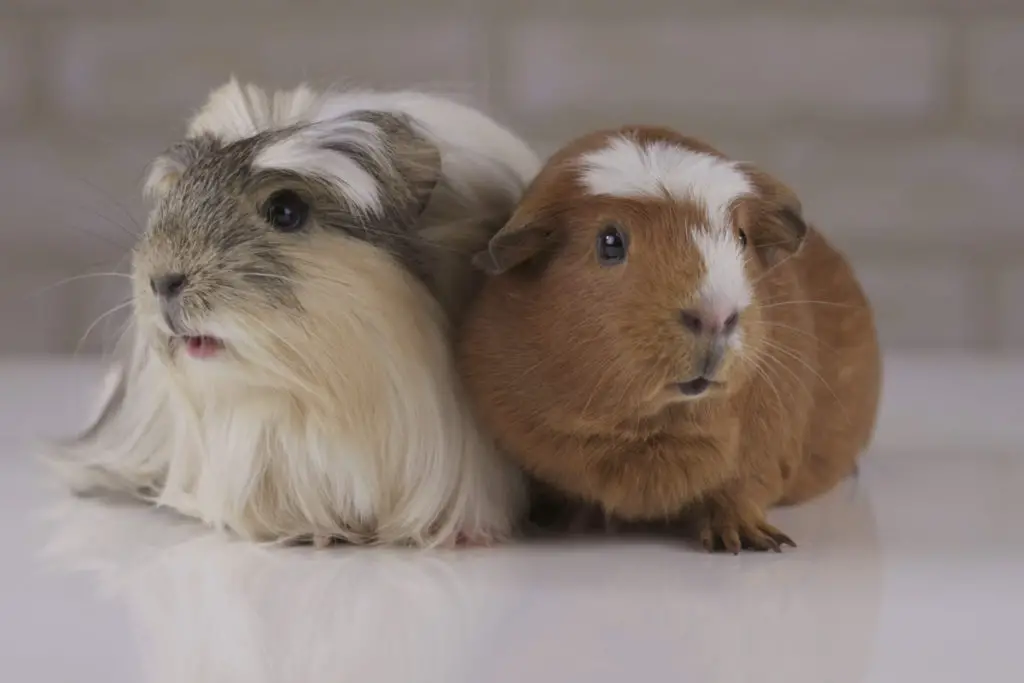 how do lavenders affect guinea pigs when consumed