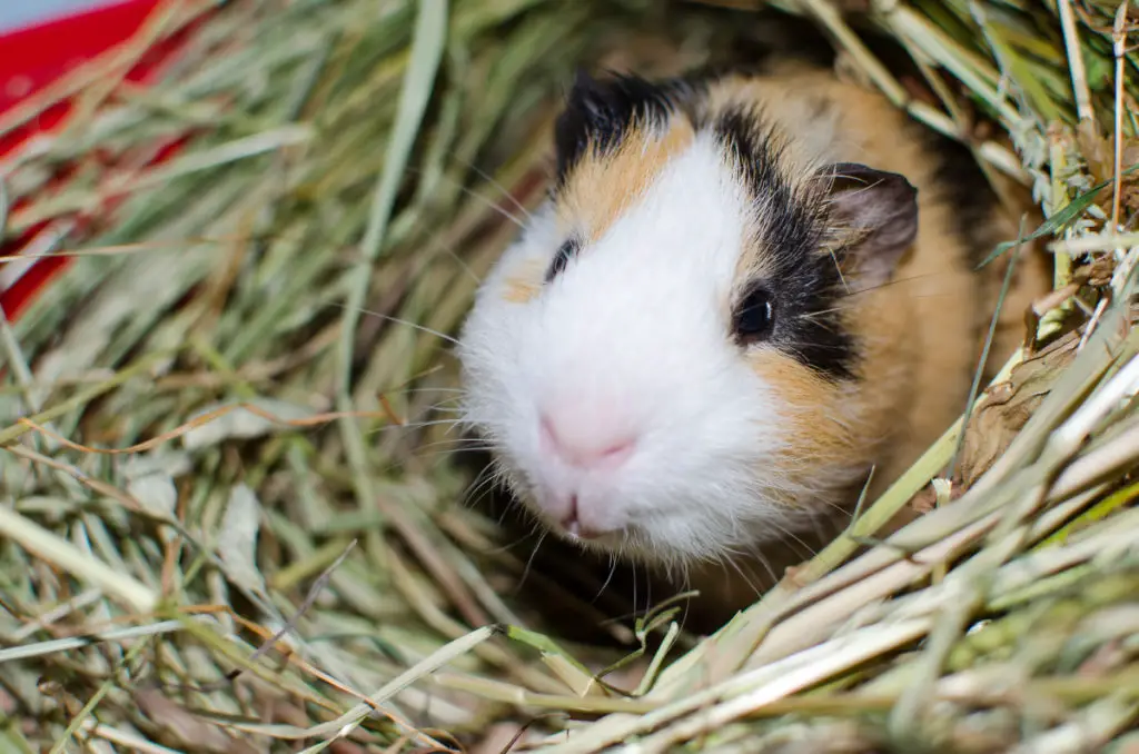 what are the risks to consider when feeding lavender to guinea pigs