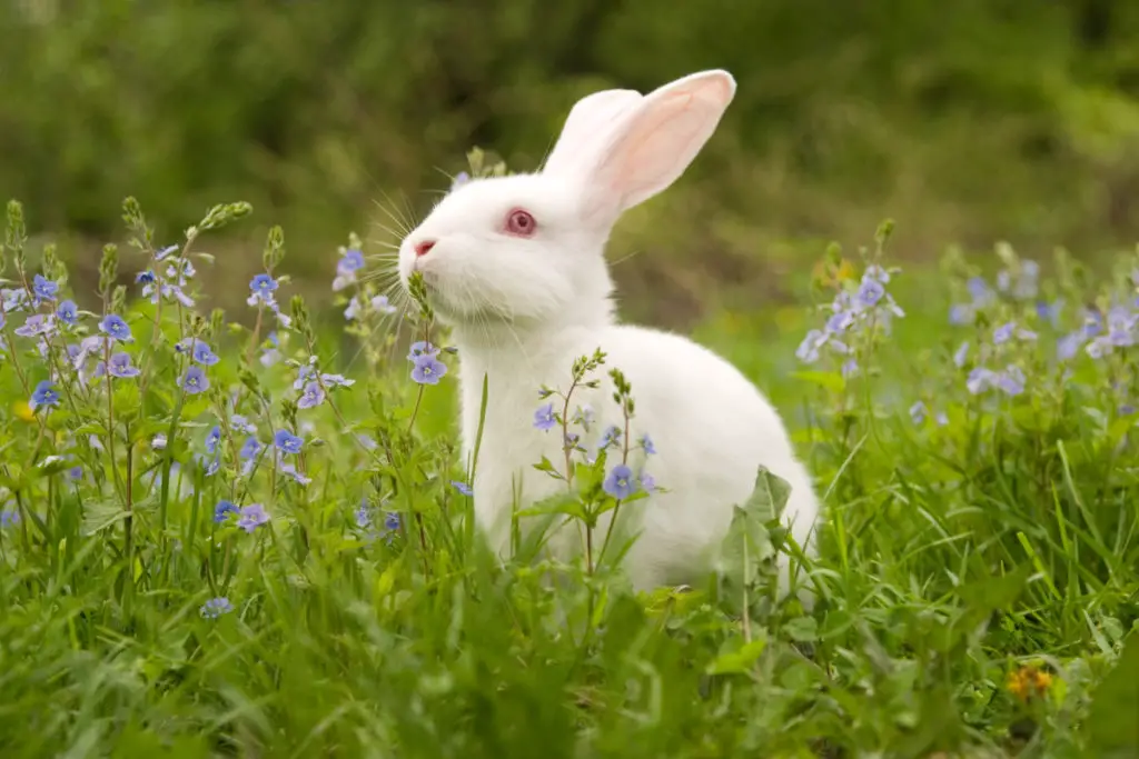 can rabbits eat bean sprouts