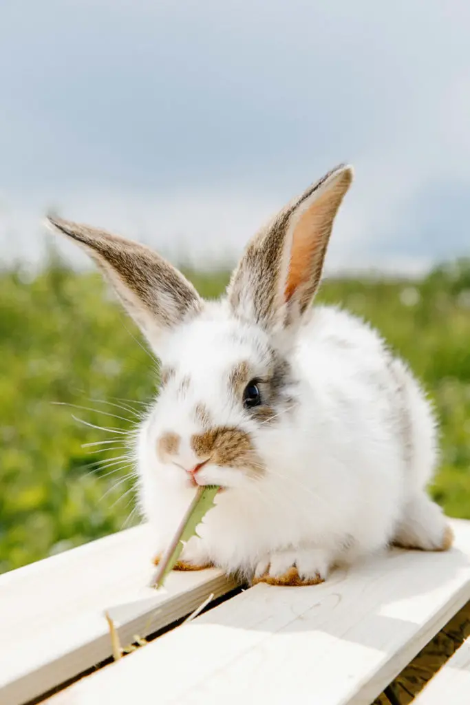 Can rabbits eat sweet potatoes