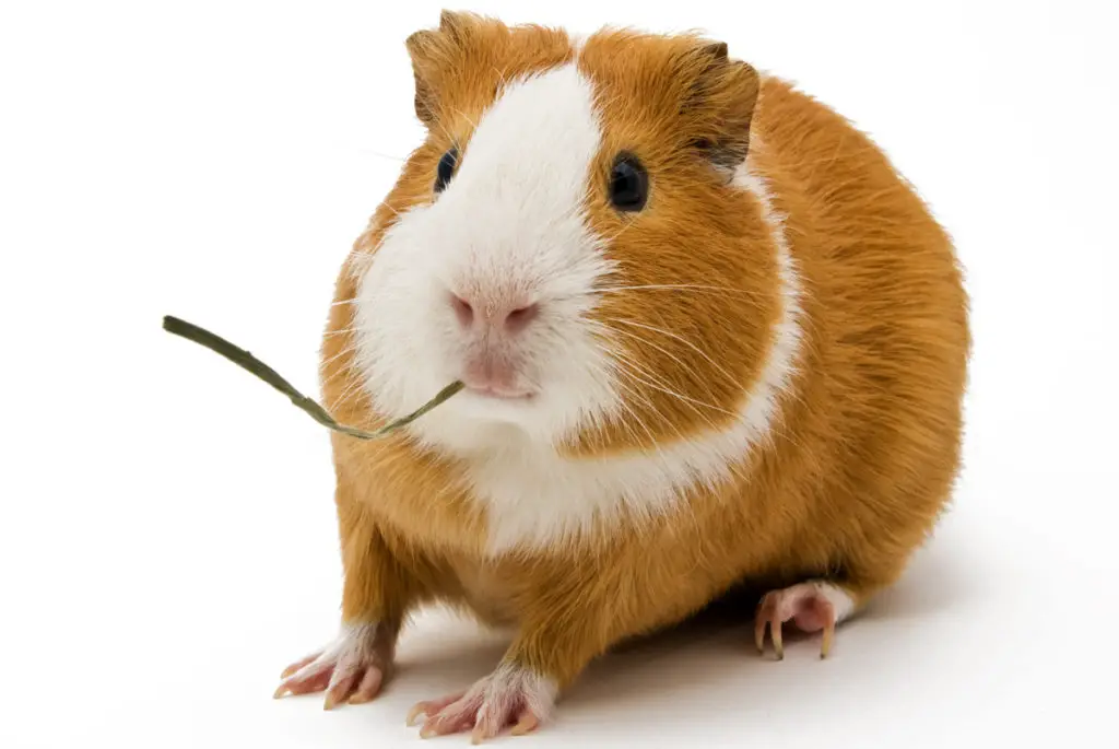 what food should i give to guinea pigs