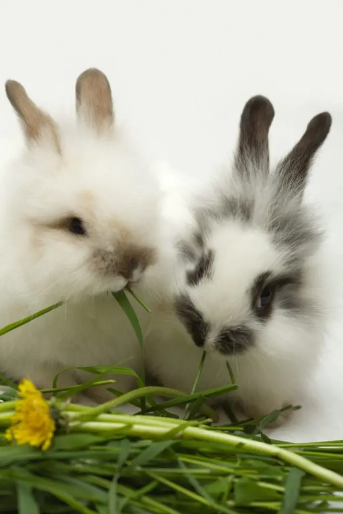 How To Introduce Cilantro To Your Rabbit's Diet