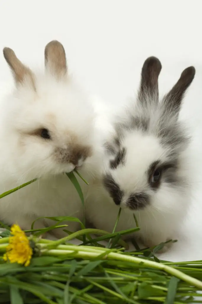 Which Parts Of The Oats To Feed Rabbits