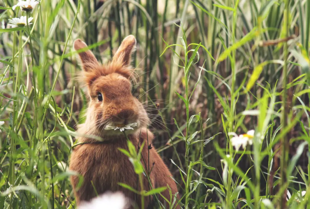 why do rabbits scream