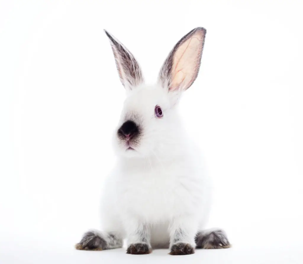 health benefits of kohlrabi to rabbits