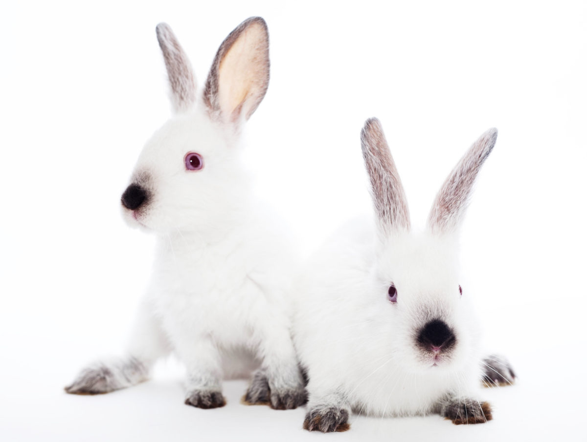 Do Rabbits Eat Mouse? 5 Deadly Diseases They Can Get! PetCosset