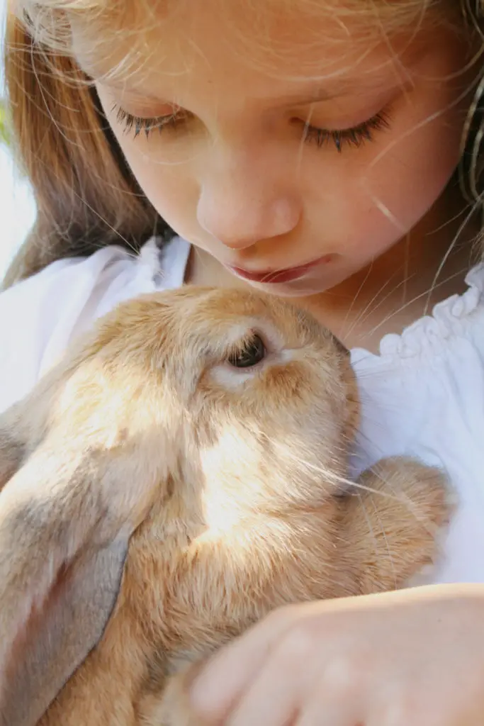 Risks Of Cow Milk To Baby Rabbits