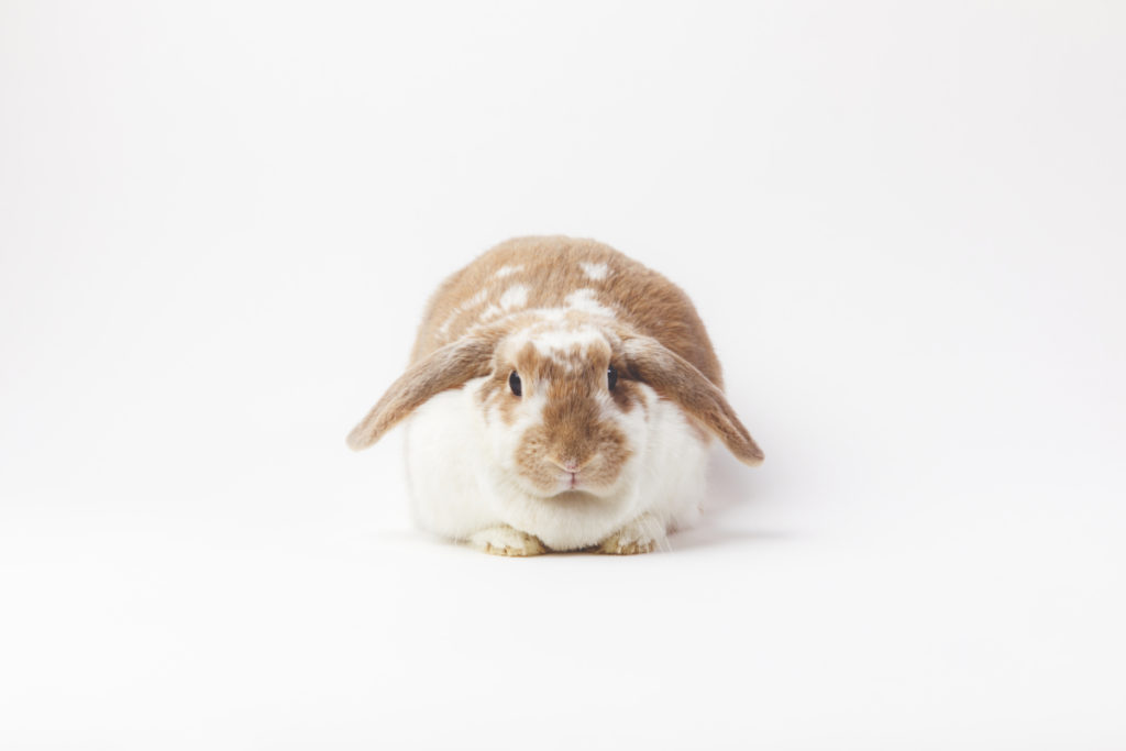 how to feed butter lettuce to rabbits