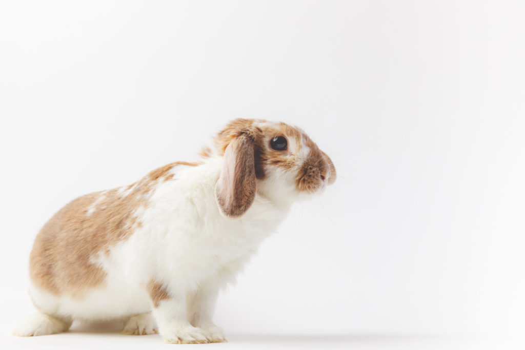 health benefits of butter lettuce to rabbits