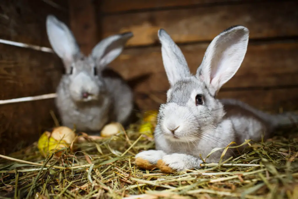 risks of giving peanuts and peanut shells to rabbits