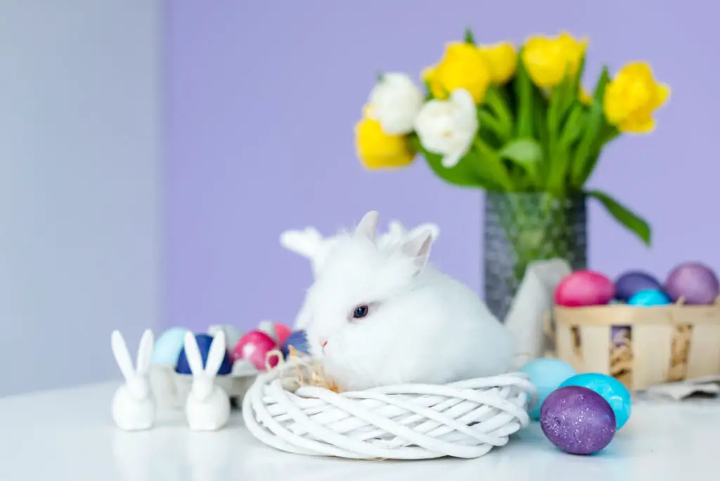 risks of giving too much butter lettuce to rabbits