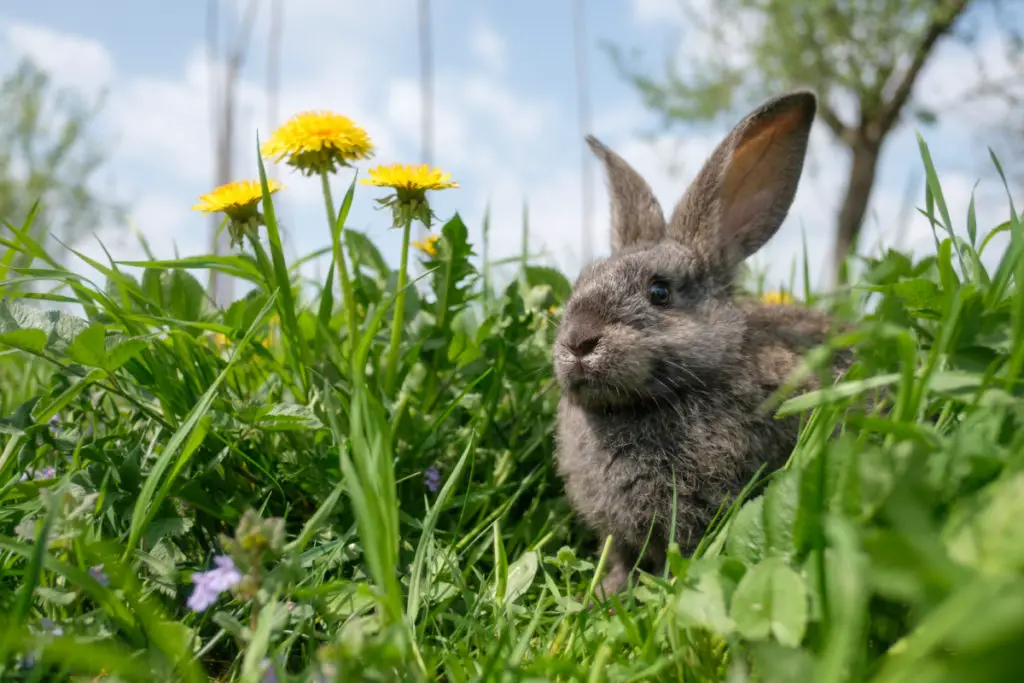 how to stop rabbits from chewing