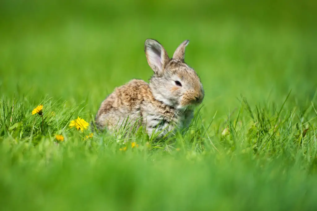 can rabbits eat melon