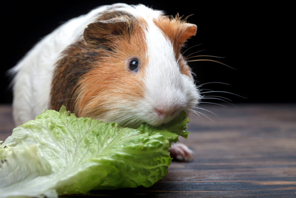 health benefits of strawberries to guinea pigs
