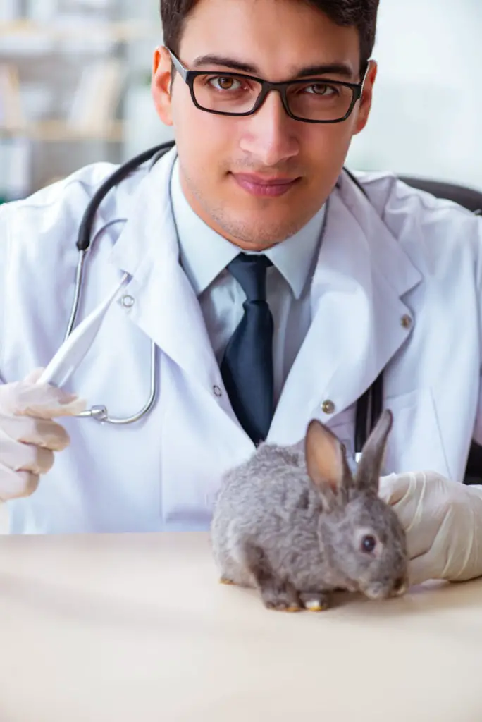 Risks To Consider On Rabbits