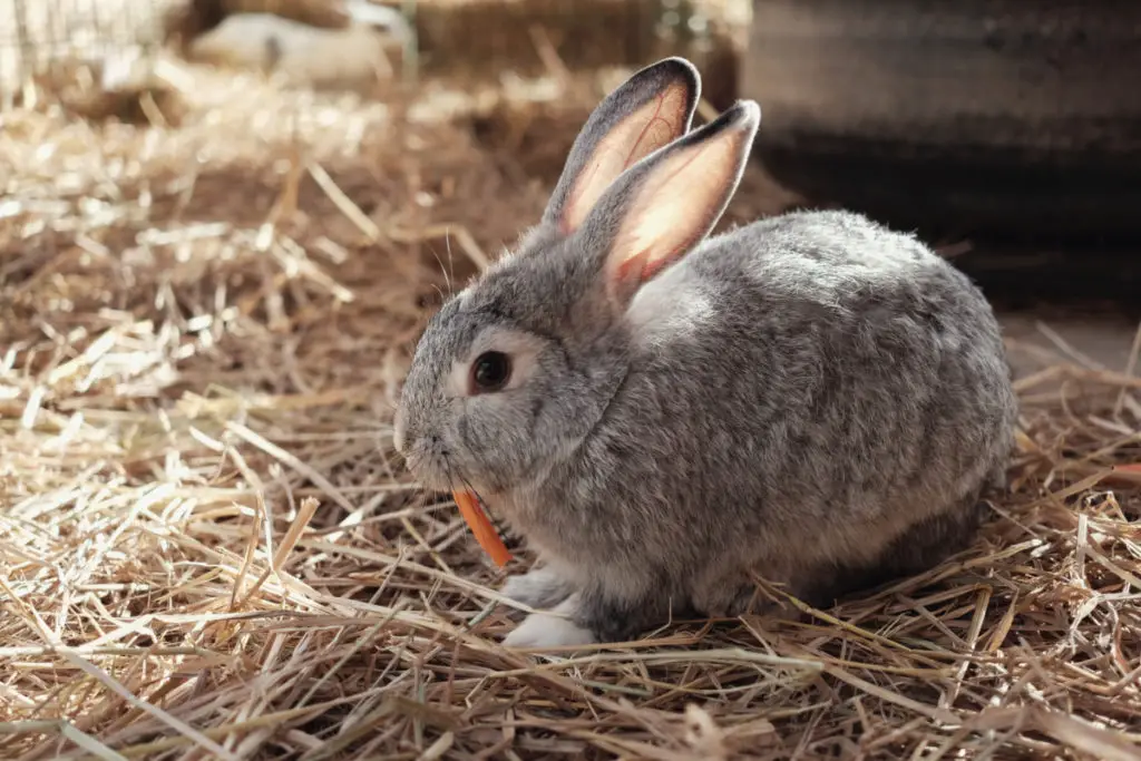 how to determine if baby rabbit is hungry