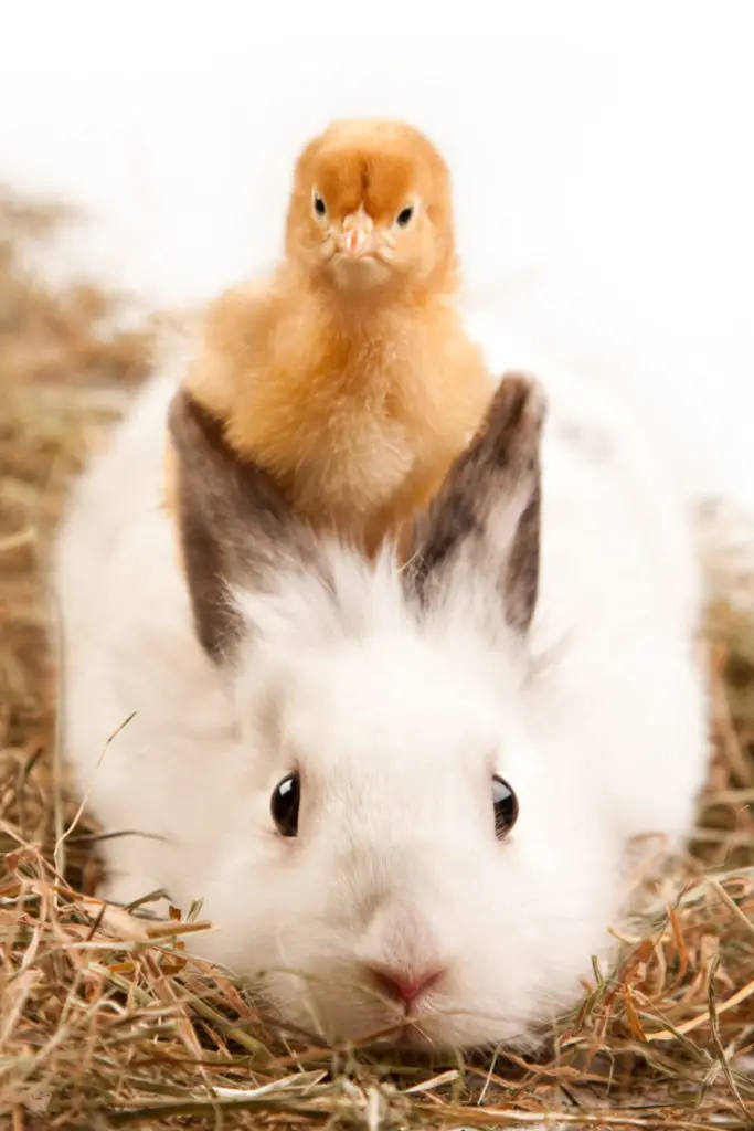 How To Stop Rabbits From Eating Papers