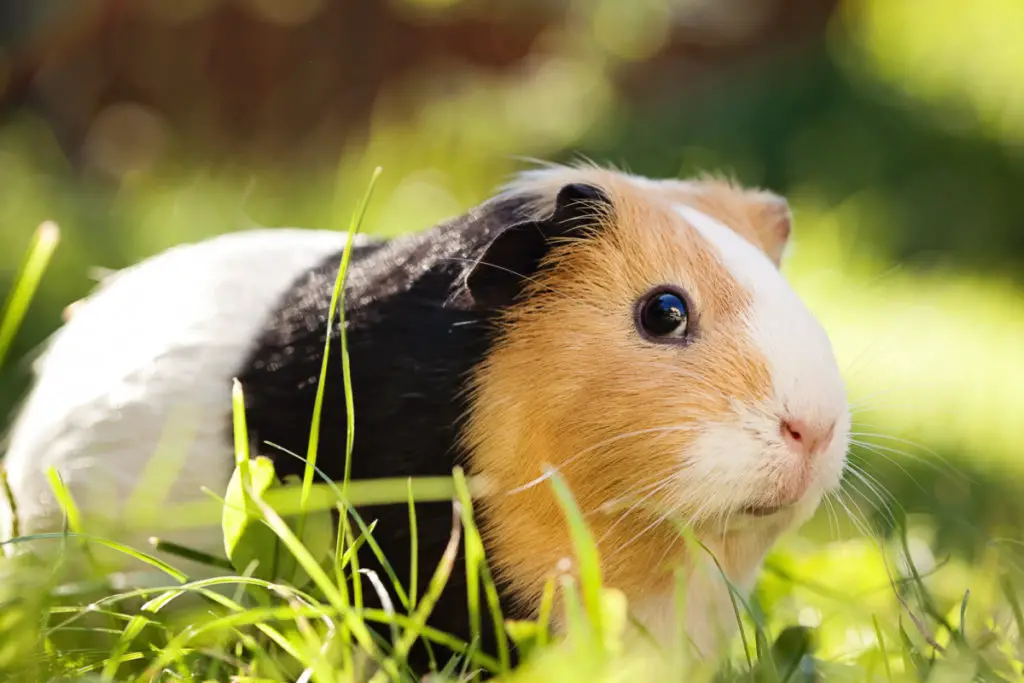 symptoms to consider in case your guinea pig ate pistachio nuts