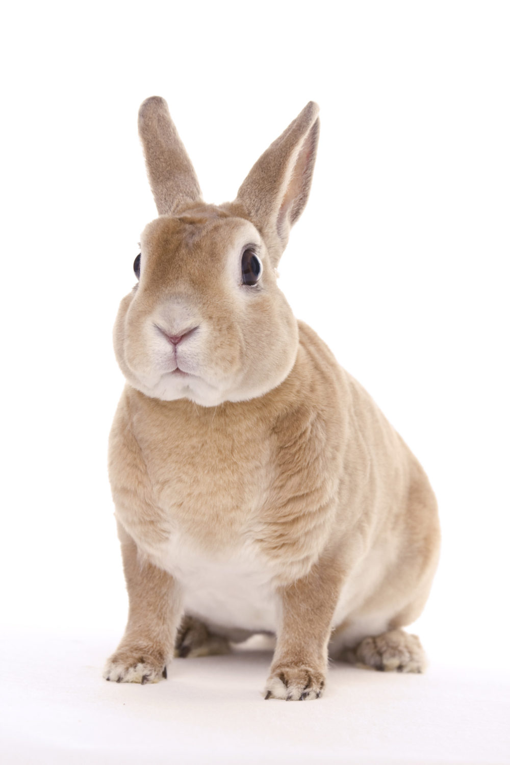 Can Rabbits Play Dead? Shocking Facts You Should Know! PetCosset