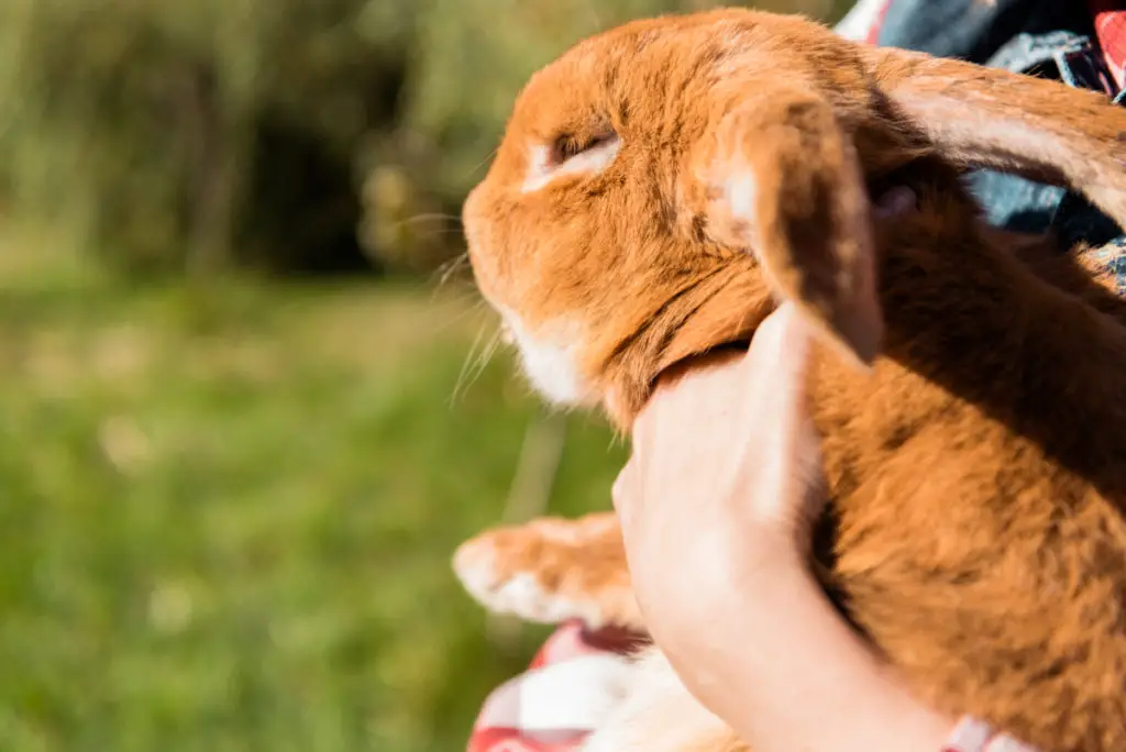 how to treat bloat in rabbits