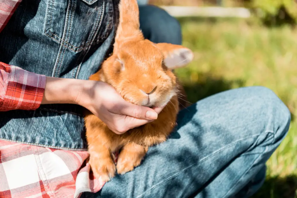 preventing rabbits from chewing wires