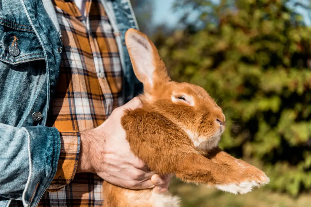 can rabbits die from chewing wires