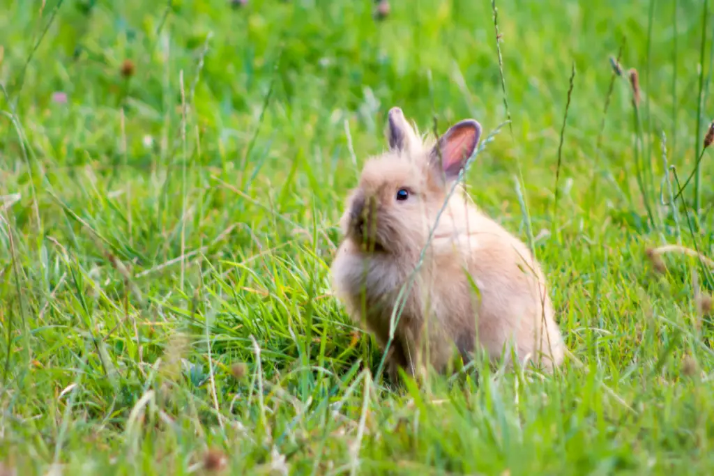 health benefits of melon to rabbits