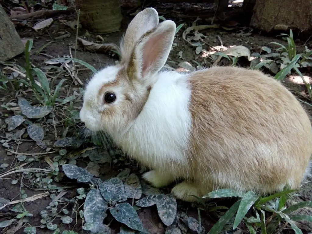 symptoms of bloating in rabbits