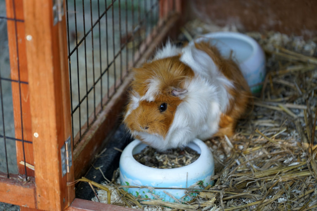 risks of giving strawberries to guinea pigs