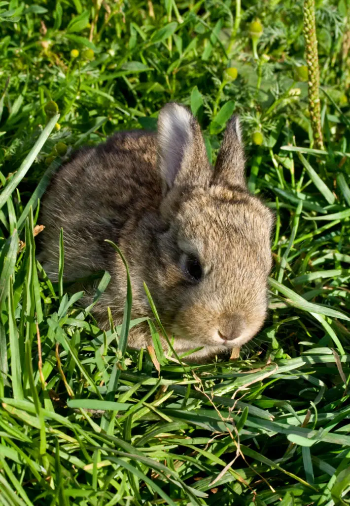 Risks Of Cow Milk To Baby Rabbits