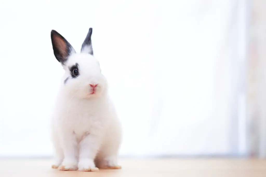 ways to treat bloat in rabbits