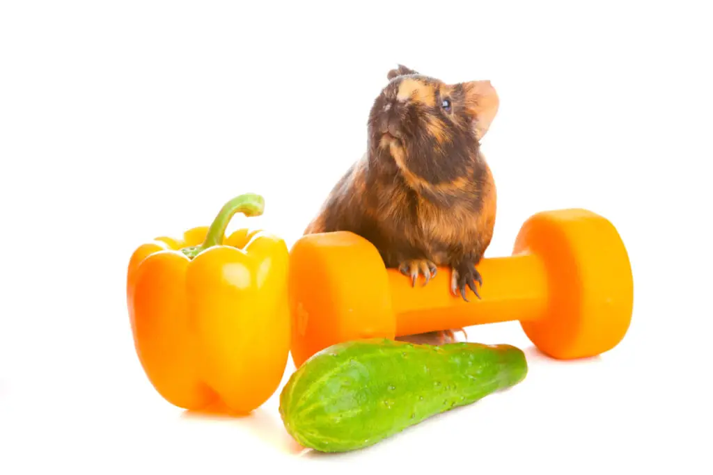 possible health risks of grapes for your guinea pigs